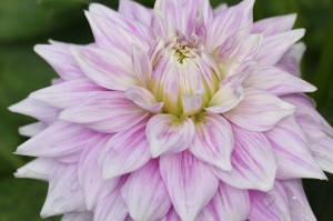 Dahlia